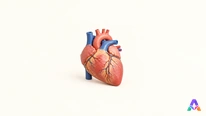 Le cœur : quand une valve s’ouvre-t-elle ?